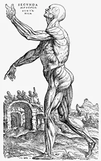 Andreas: The second plate of the muscles. From Book II