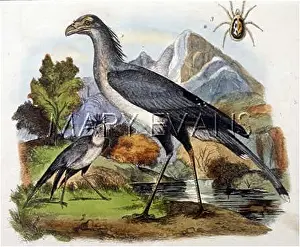 Serpentarius: SECRETARY BIRD