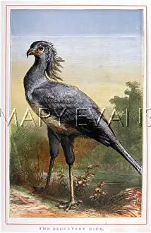Serpentarius: Secretary Bird