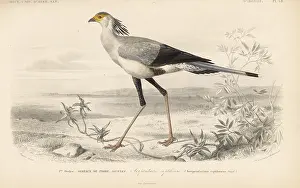 Sagittarius: Secretary bird, Sagittarius serpentarius. Vulnerable