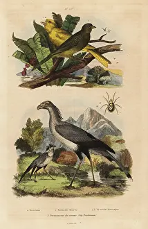 Casse: Secretary bird, Sagittarius serpentarius