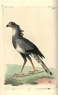 Sagittarius: Secretary bird, Sagittarius serpentarius (vulnerable)