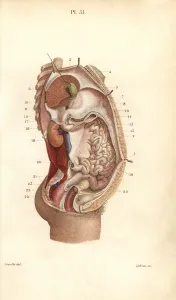 Leveille: Section through the abdomen