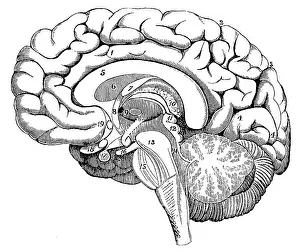 Reveals: Section of the Brain