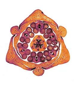 Micrograph: Section of Lily Bud, Early Photomicrograph
