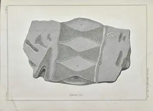Anning: Section through the vertebrae of an ichthyosaur