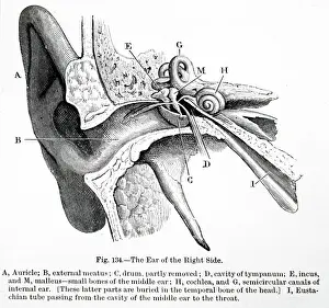 Nerves: Sectional view of the human ear