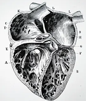 Sectional: Sectional view of the human heart