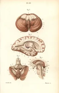Cerebellum: Sections through the brain, cerebellum and ventricles