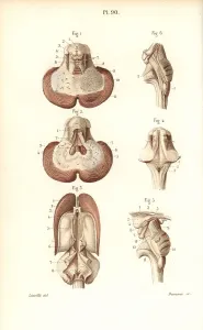 Cerebellum: Sections through the cerebellum, ventricular system