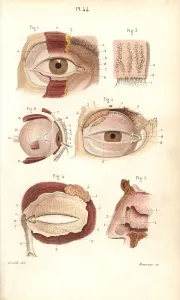 Nasal: Sections of the eye socket and nasal cavity