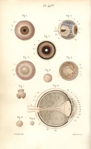 Eyeball: Sections of the eyeball and its membranes