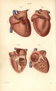 Leveille: Sections of the heart