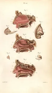 Nasal: Sections of the nasal cavity