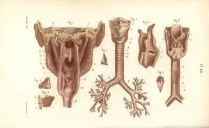 Larynx: Sections of the pharynx and larynx