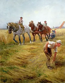 Stooks: Securing the Stooks ' harvesting scene