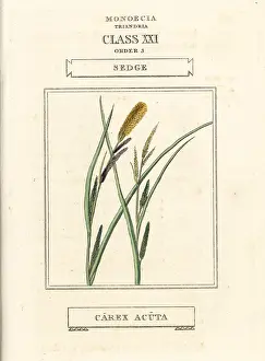 Sedge: Sedge, Carex acuta