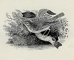 Sedge: Sedge Warbler
