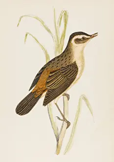 Sedge: SEDGE-WARBLER (MORRIS)