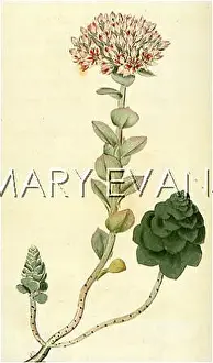 Sedum: SEDUM ANACAMPSEROS