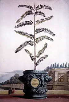 Naauwkeurige: Sedum Crispum plant