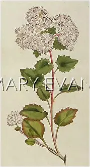 Stonecrop: SEDUM POPULIFOLIUM