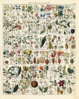 Calabash: Seed and fruit plants