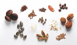 Castor: Seed specimens