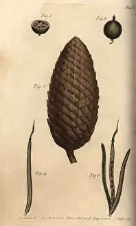 Wallflower: Seed vessel pericarpium of the gooseberry 1-2