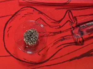 Seducer: Seeds, National Museum of Denmark, Copenhagen, Denmark