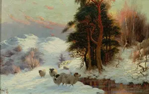 Seeking: Seeking Shelter ' snowscene with sheep
