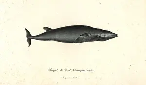 Baleen: Sei whale, Balaenoptera borealis. Endangered