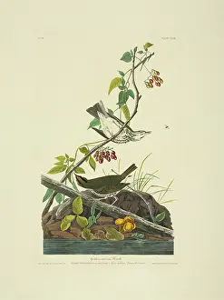 Ovenbird: Seiurus aurocapilla, ovenbird