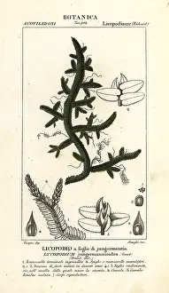 Corsi: Selaginella jungermannioides fern