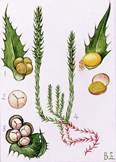 Prickly: Selaginella selaginoides