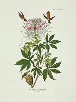 Trochilidae: Selasphorus rufus, rufous hummingbird
