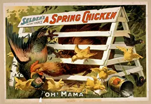 Farce: Selden's funny farce, A spring chicken