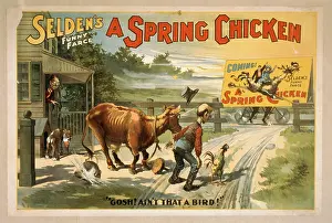 Farce: Selden's funny farce, A spring chicken