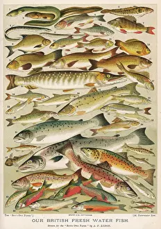 Bream: A selection of British fresh water fish