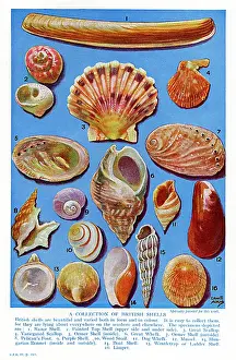 Scallop: A selection of British Shells