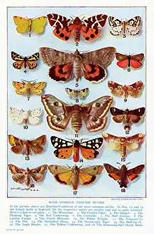 Magpie: A selection of common British Moths