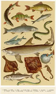 Seahorse: A SELECTION OF FISH
