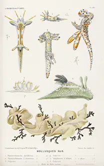 Molluscs: SELECTION OF MOLLUSCS