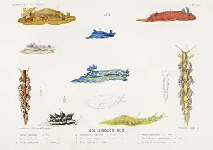 Molluscs: SELECTION OF MOLLUSCS