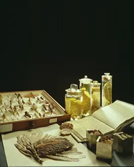 Herbarium: A Selection of Museum Specimens