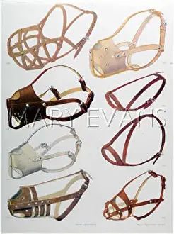 Muzzles: A SELECTION OF MUZZLES