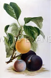 Gage: SELECTION OF PLUMS