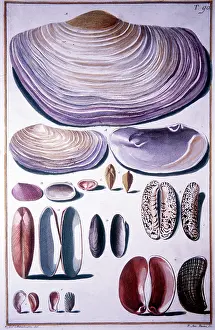 Selection of Sea Shells