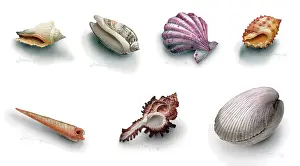 Makroushenka: A Selection of Seven Sea Shells