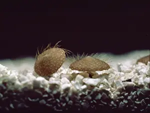Bryozoan: Selenaria maculata, bryozoa